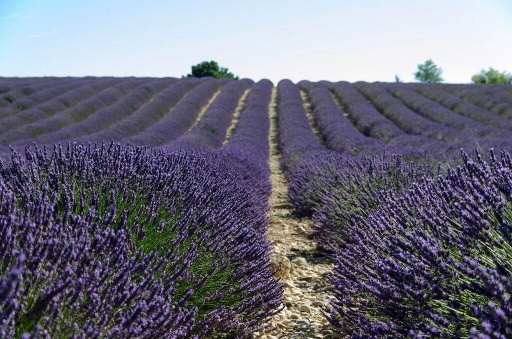 Valensole