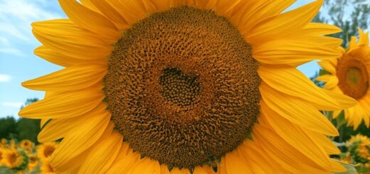 Girasole