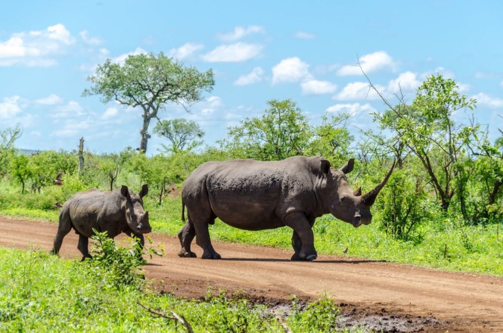 Sudafrica - Parco Kruger