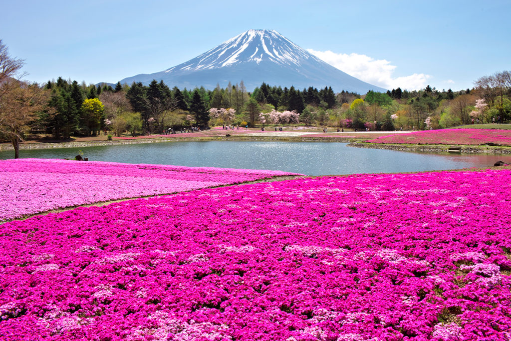 Fuji Shibazakura festival