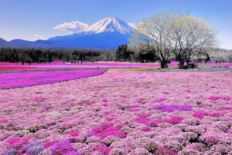 Fuji Shibazakura festival