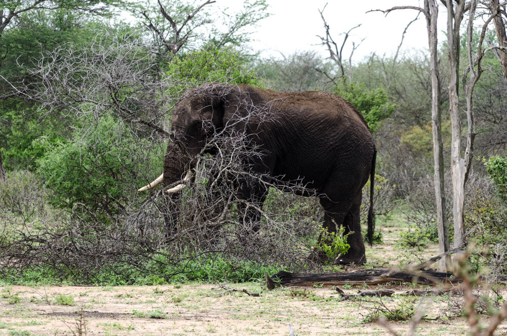 Kruger Park