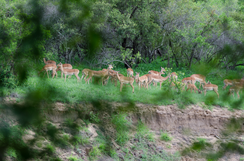 Tamboti, gli animali visti dalla veranda