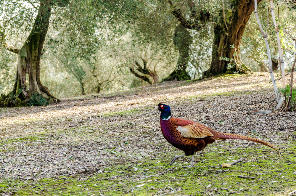 Umbria Lago Trasimeno