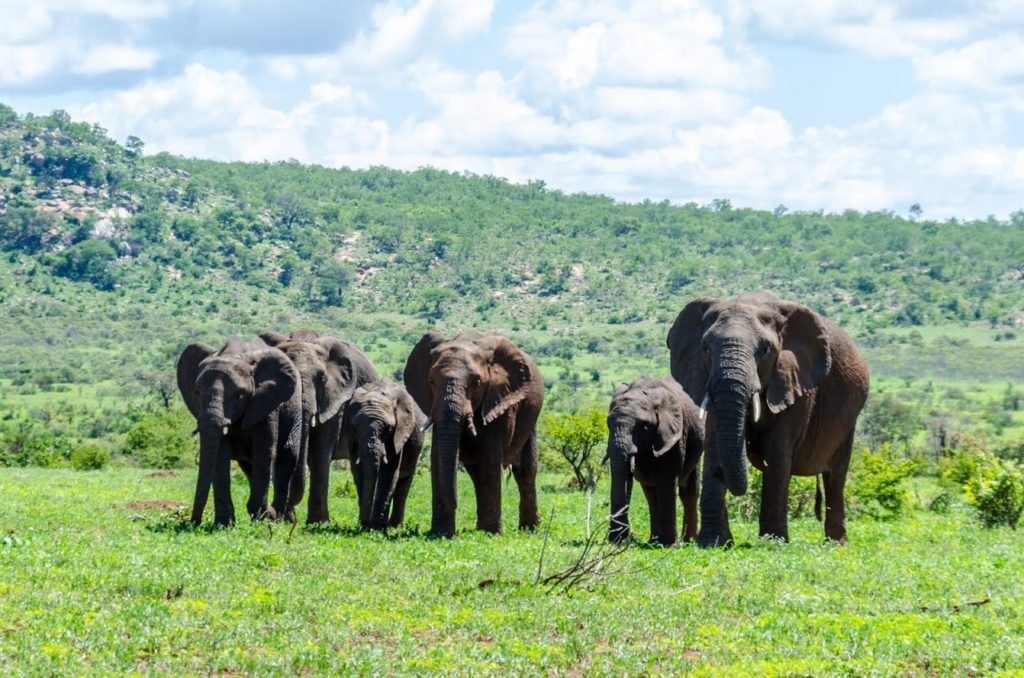 Elefanti nel Parco Kruger - Sudafrica