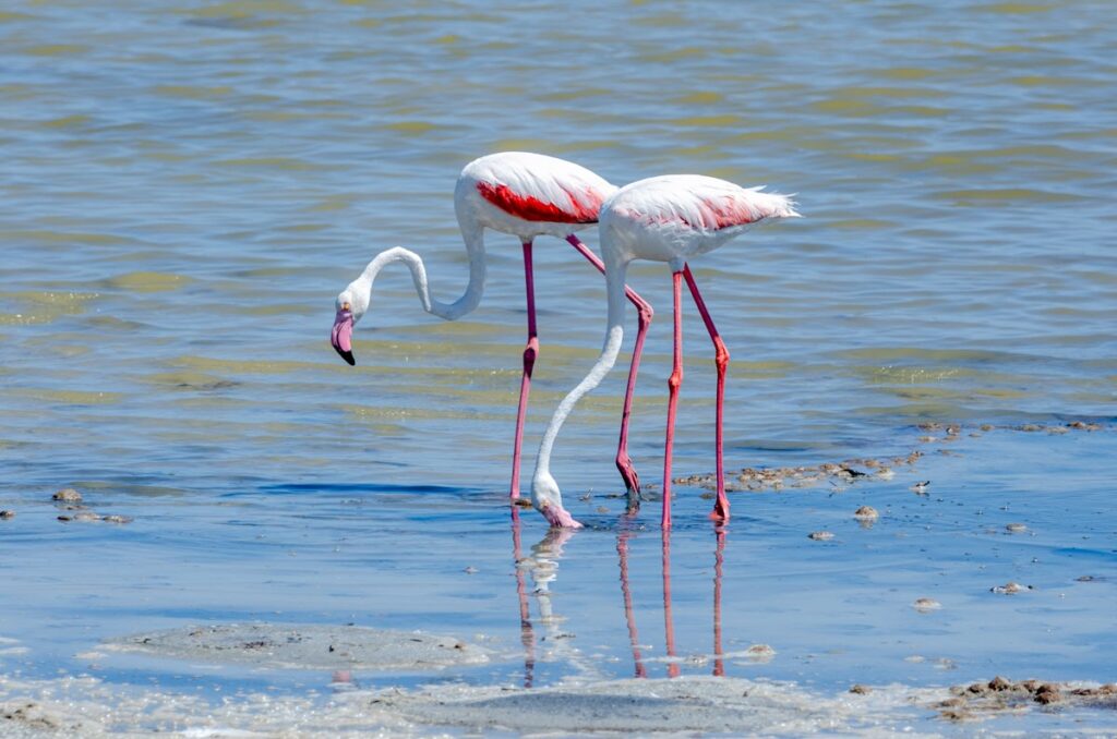 Stagno di Notteri - Fenicotteri rosa