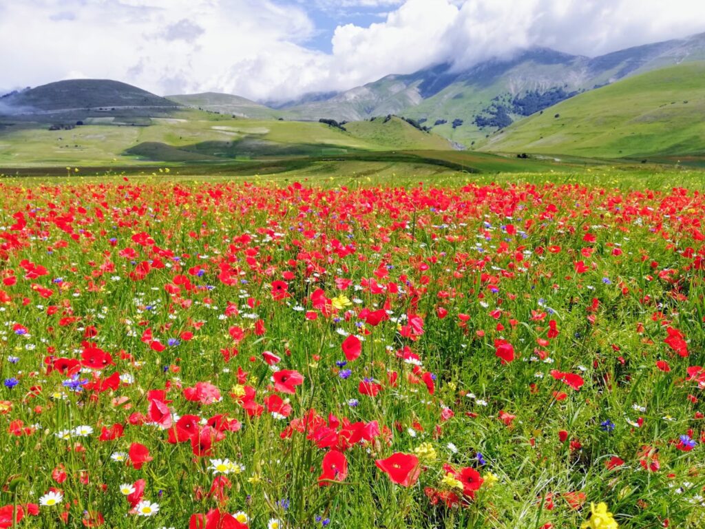 Fioritura di Castelluccio di Norcia 2020