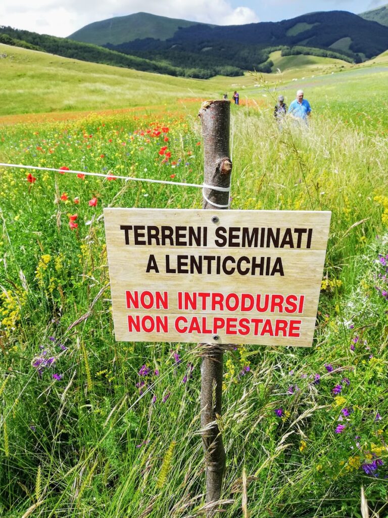 Fioritura di Castelluccio di Norcia 2020