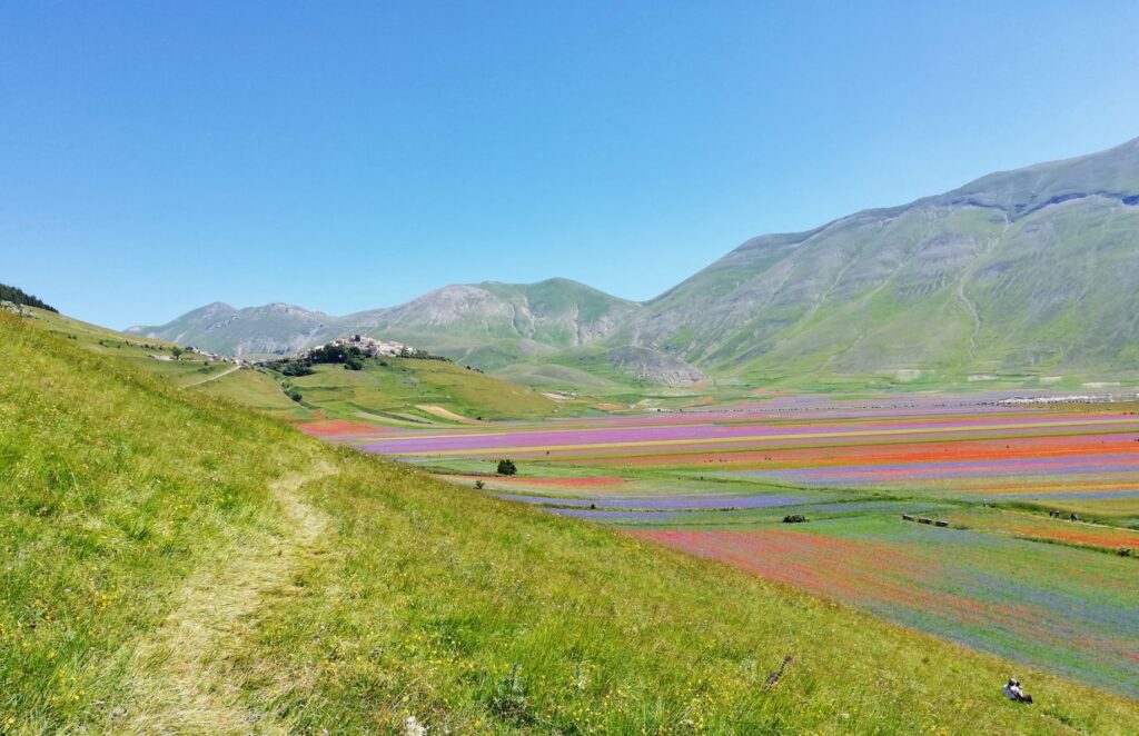 Fioritura di Castelluccio di Norcia 2020