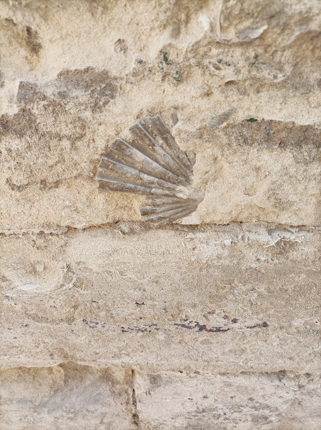 Conchiglie fossili nelle mura della città 