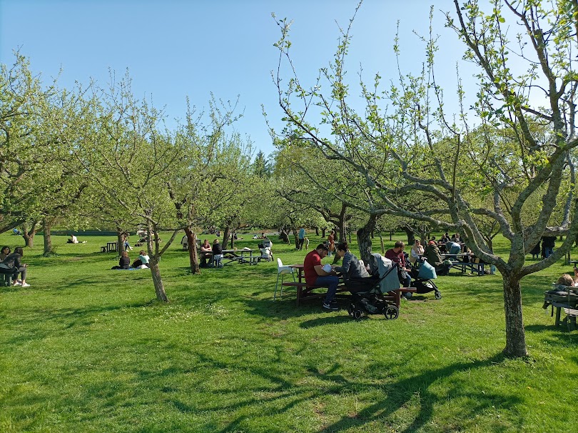 La "sala da pranzo" di Rosendals Tradgard