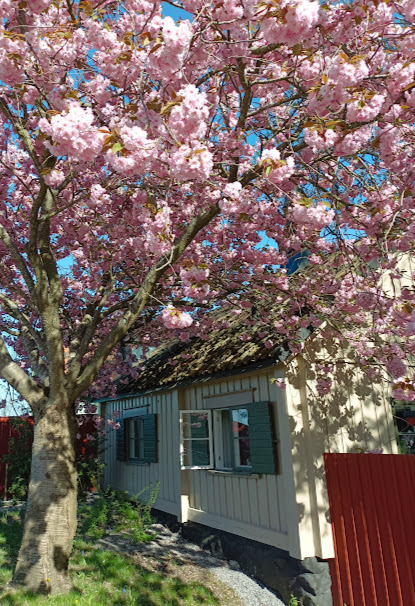 La primavera esplode a Stoccolma