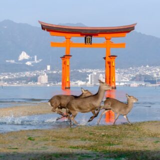 Cervi a Miyajima