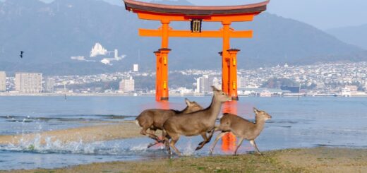 Cervi a Miyajima