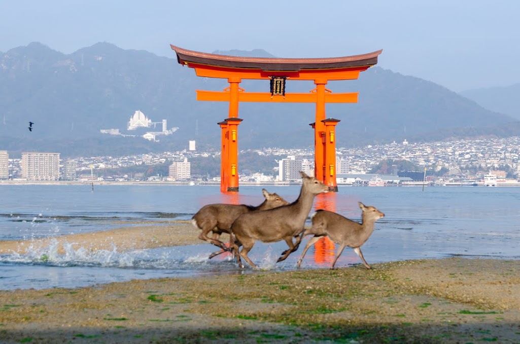 Cervi a Miyajima