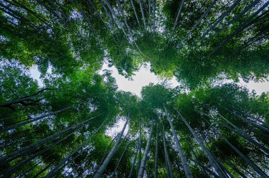 Arashiyama