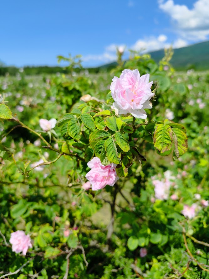 La rosa Damascena